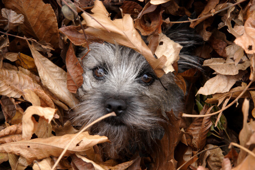 fun-fall-activities-for-your-dog-dgp-for-pets