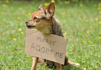 dog adoption