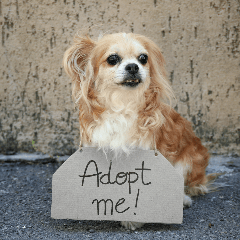 pet-adoption-near-me-free-petswithlove-us-dog-adoption-near-me-free